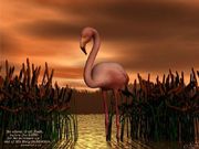 Nom : Flamant rose en 3D
Résolution : 800x600 pixels