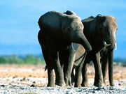 elephants (1024x768px)