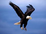 aigle (1024x768px)