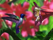 Colibri en 3D (640x480px)