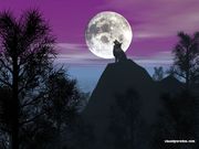 Loup en 3D (1024x768px)