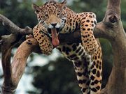 leopard (1024x768px)
