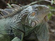 iguane (1024x768px)