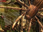 Nom : Araignée en 3D
Résolution : 1024x768 pixels