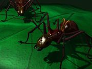 Nom : Fourmis en 3D
Résolution : 800x600 pixels