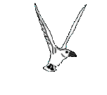Mouettes (192x170px)