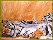 tigre (1024x768px)