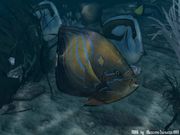 Nom : Poisson en 3D
Résolution : 800x600 pixels