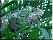 iguane (1024x768px)