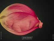 Anne Geddes- bébé fleur (1024x768px)