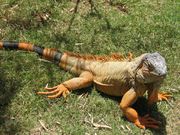 iguane (1024x768px)