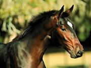 cheval (1024x768px)