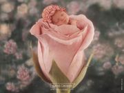 bébé rose (1024x768px)