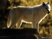 loup blanc (1024x768px)