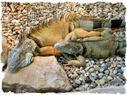 iguanes (1024x768px)