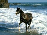 cheval (800x600px)