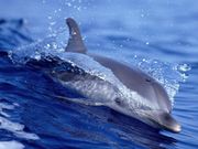 dauphin qui surf (1024x768px)