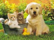 chattons (1024x768px)