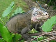 iguane (800x600px)