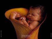 Nom : Anne Geddes- bébé arome
Résolution : 1024x768 pixels