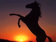 cheval (1024x768px)