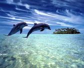 dauphins (1280x1024px)