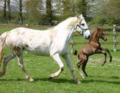 Poney et cheval blanc (1024x786px)