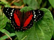 papillon (1024x768px)