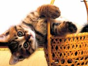 chatton (1024x768px)