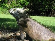 iguane (800x600px)