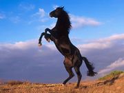 cheval (1024x768px)