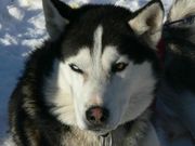 Husky (1024x768px)