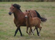 Poney et cheval (1024x750px)