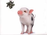 cochon (1024x768px)