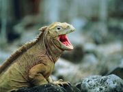 iguane (1024x768px)