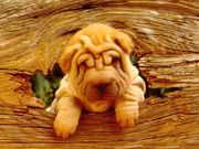 Sharpei (1024x768px)