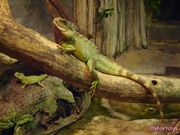 iguane (1024x768px)