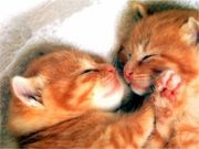 chattons (1024x768px)