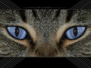 chat (1024x768px)