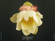 Anne Geddes- bébé fleur (1024x768px)