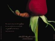 bébés rose (1024x768px)