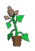 Plante en pot (70x100px)