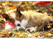Chiot (1024x768px)