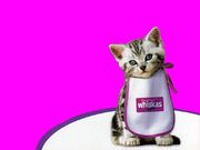 Chat Whiskas (1024x768px)