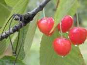 cerises (1024x768px)