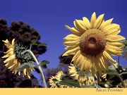 Tournesols Aix en Provence (1024x768px)