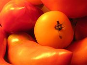 tomates (1024x768px)