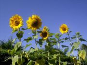 Tournesols (1280x954px)
