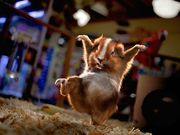 Le hamster ninja (1024x768px)