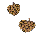Plante divers (138x119px)